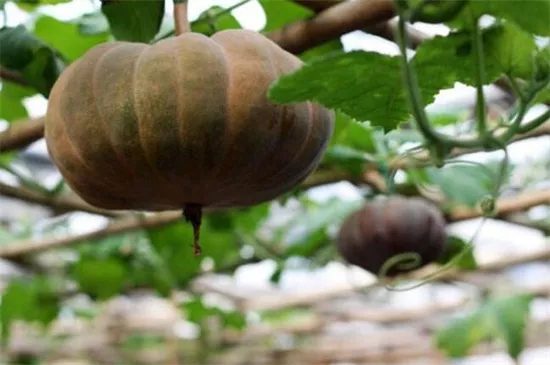 知道最甜最面的南瓜品種嗎？盤(pán)點(diǎn)十種有營(yíng)養(yǎng)的甜面南瓜...