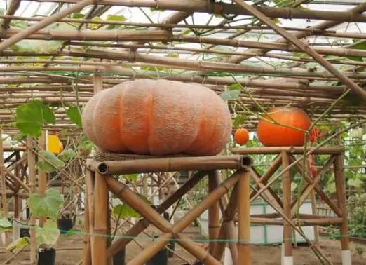 知道最甜最面的南瓜品種嗎？盤(pán)點(diǎn)十種有營(yíng)養(yǎng)的甜面南瓜...