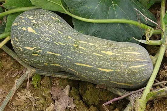 知道最甜最面的南瓜品種嗎？盤(pán)點(diǎn)十種有營(yíng)養(yǎng)的甜面南瓜...