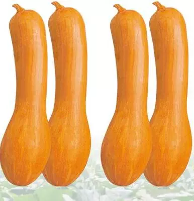 知道最甜最面的南瓜品種嗎？盤(pán)點(diǎn)十種有營(yíng)養(yǎng)的甜面南瓜...