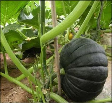 知道最甜最面的南瓜品種嗎？盤(pán)點(diǎn)十種有營(yíng)養(yǎng)的甜面南瓜...