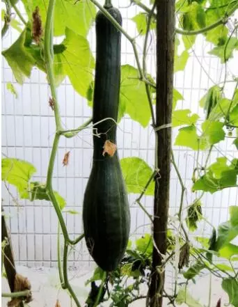 知道最甜最面的南瓜品種嗎？盤(pán)點(diǎn)十種有營(yíng)養(yǎng)的甜面南瓜...