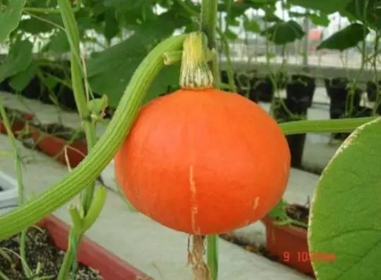 知道最甜最面的南瓜品種嗎？盤(pán)點(diǎn)十種有營(yíng)養(yǎng)的甜面南瓜...