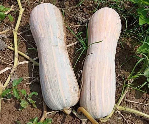 生吃都好吃南瓜新品種，沒有大肚子，肉質(zhì)更密致，農(nóng)戶試種下