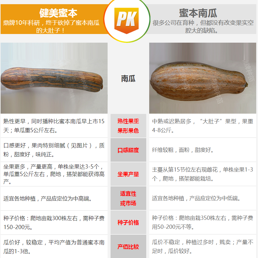 生吃都好吃南瓜新品種，沒有大肚子，肉質(zhì)更密致，農(nóng)戶試種下