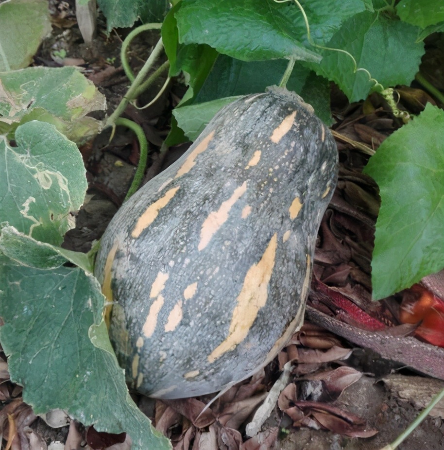 2020年，市面上的南瓜品種哪個(gè)口感最好、最甜、最值得種植？