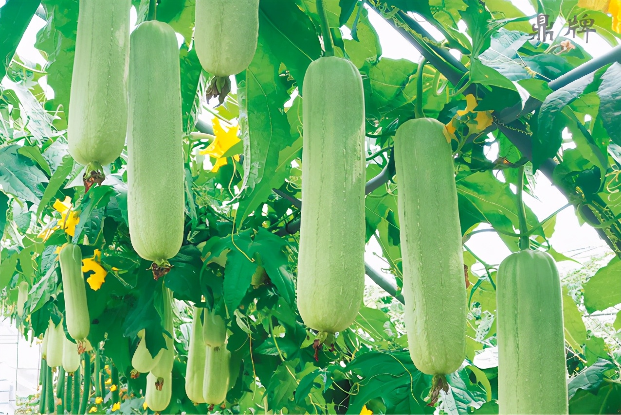 絲瓜新品種層不出窮，2021年，哪個(gè)絲瓜品種最值得種植？