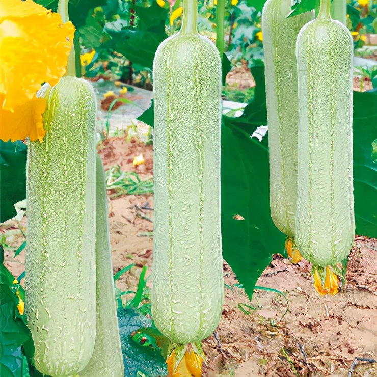 絲瓜新品種層不出窮，2021年，哪個(gè)絲瓜品種最值得種植？