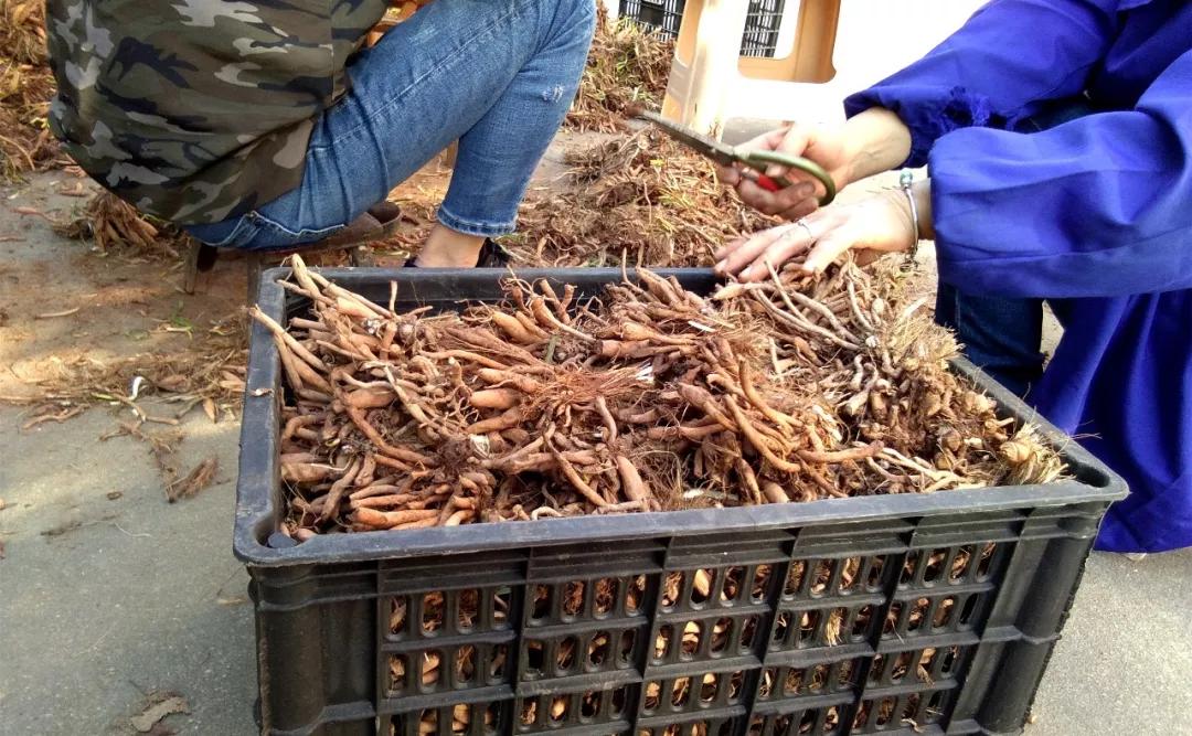 一斤接近20塊，原來它才是最火的國民蔬菜！全國都適種