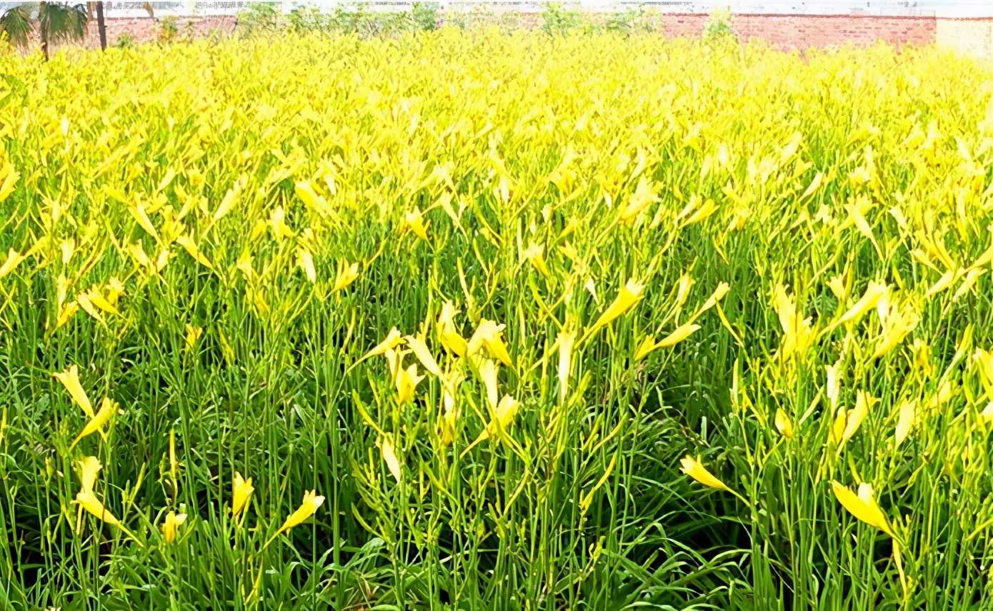 一斤接近20塊，原來它才是最火的國民蔬菜！全國都適種