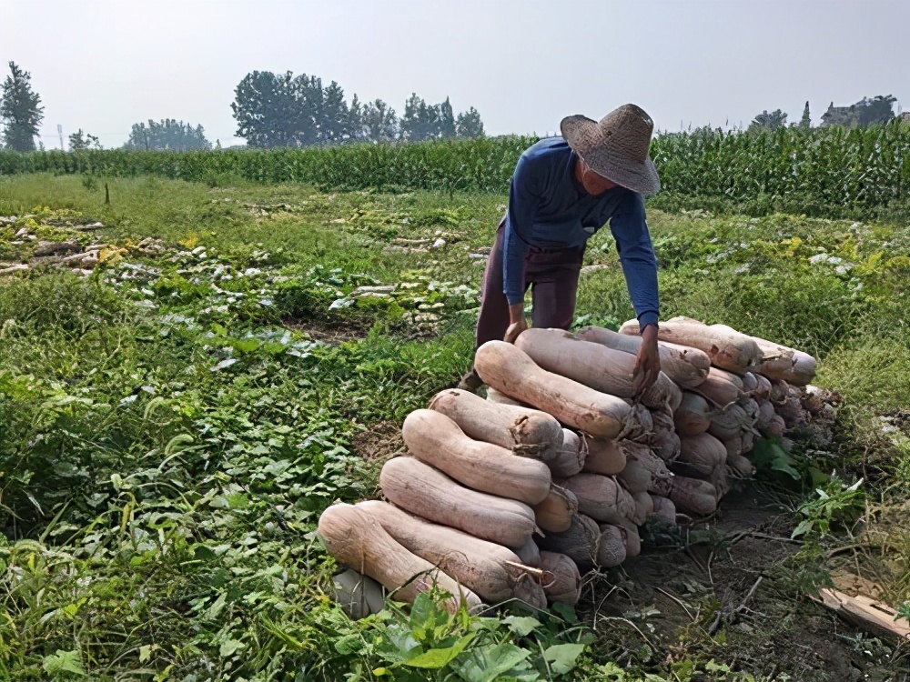 一位轉(zhuǎn)業(yè)后的特種兵，辦農(nóng)場種瓜菜，靠1個優(yōu)點，年賺200萬