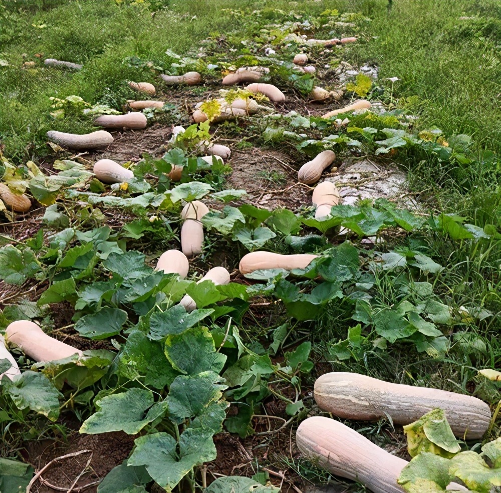 一位轉(zhuǎn)業(yè)后的特種兵，辦農(nóng)場種瓜菜，靠1個優(yōu)點，年賺200萬