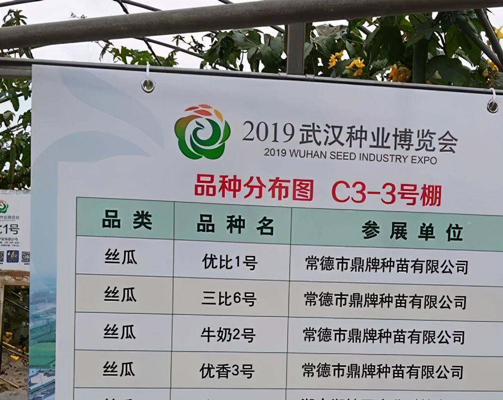 這個(gè)絲瓜畝產(chǎn)可達(dá)8000公斤，菜農(nóng)2021年致富的絲瓜品種