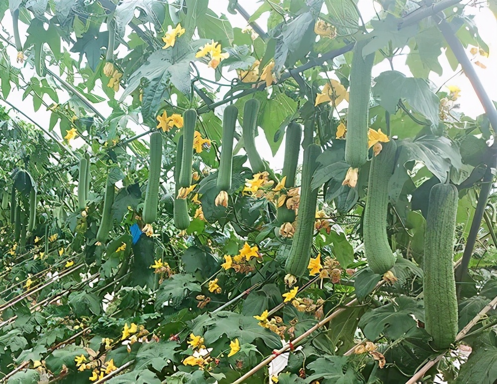 這個(gè)絲瓜畝產(chǎn)可達(dá)8000公斤，菜農(nóng)2021年致富的絲瓜品種