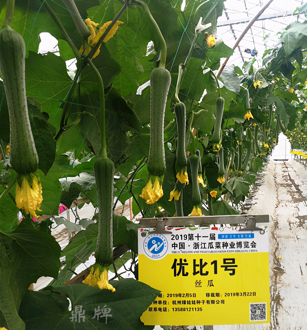 這個(gè)絲瓜畝產(chǎn)可達(dá)8000公斤，菜農(nóng)2021年致富的絲瓜品種