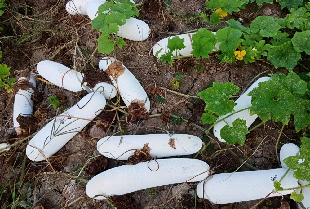 這個冬瓜品種放1年不壞，口感脆甜，多年科研就為打造這1個爆品