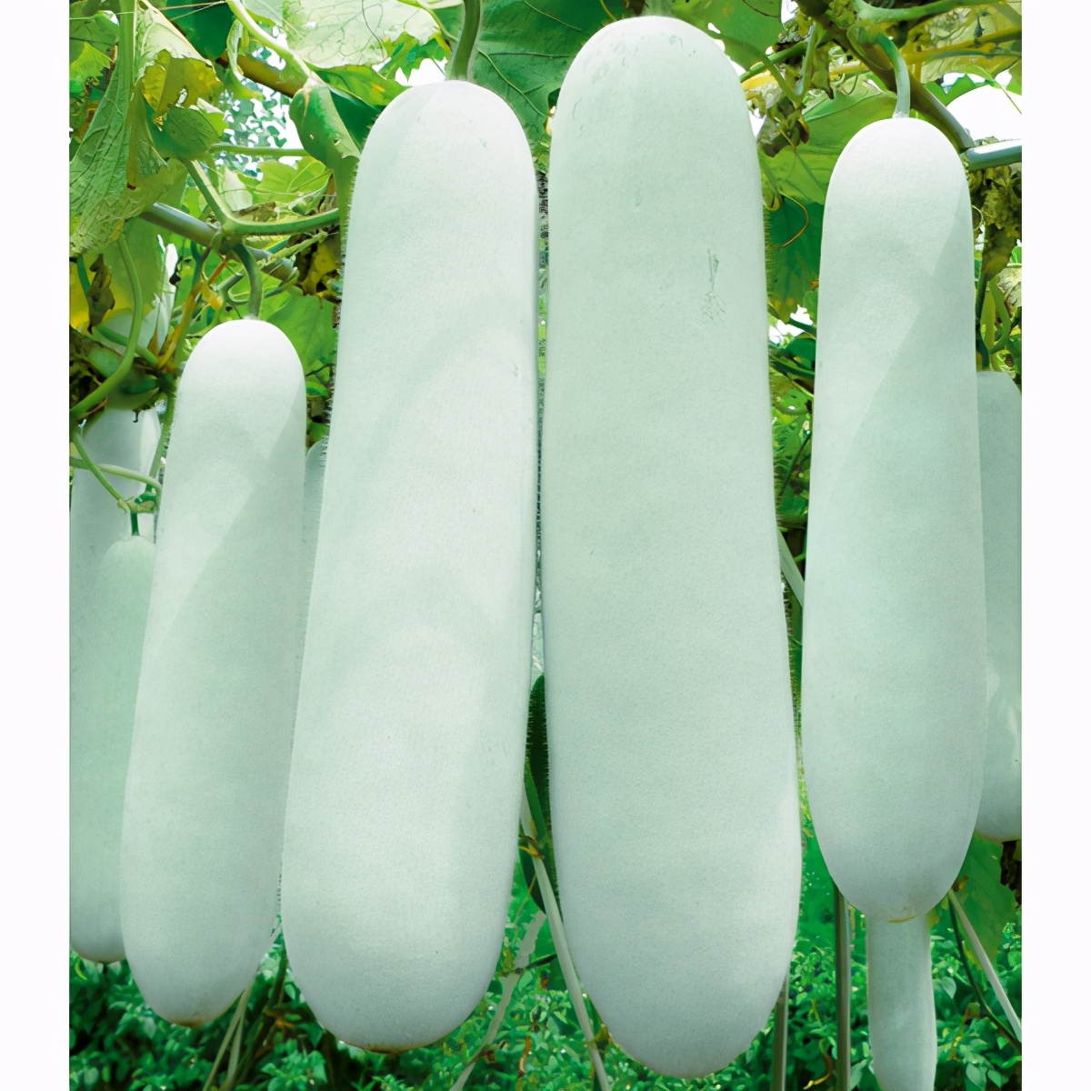 這個冬瓜品種放1年不壞，口感脆甜，多年科研就為打造這1個爆品