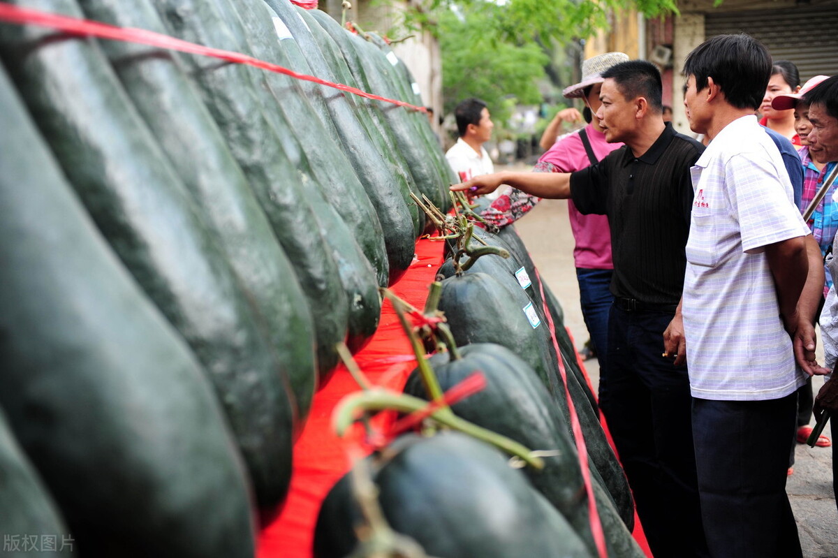 這個冬瓜品種放1年不壞，口感脆甜，多年科研就為打造這1個爆品