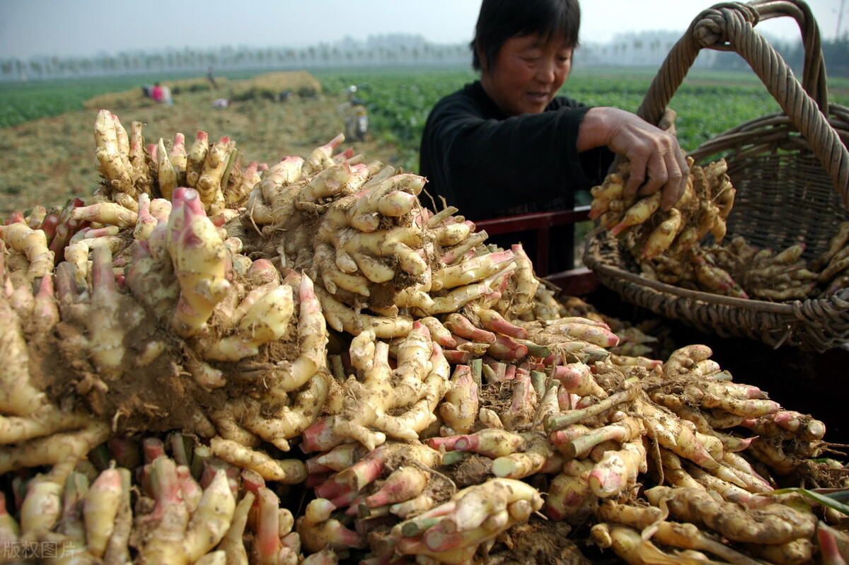 時(shí)隔三年，向錢蔥、姜你軍又來(lái)了，心動(dòng)了嗎？來(lái)年你會(huì)換品種嗎？