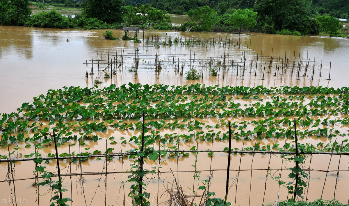 時(shí)隔三年，向錢蔥、姜你軍又來(lái)了，心動(dòng)了嗎？來(lái)年你會(huì)換品種嗎？