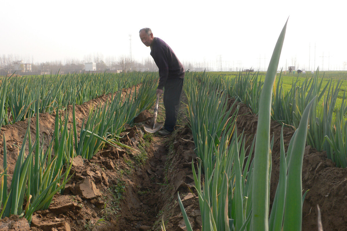 時(shí)隔三年，向錢蔥、姜你軍又來(lái)了，心動(dòng)了嗎？來(lái)年你會(huì)換品種嗎？