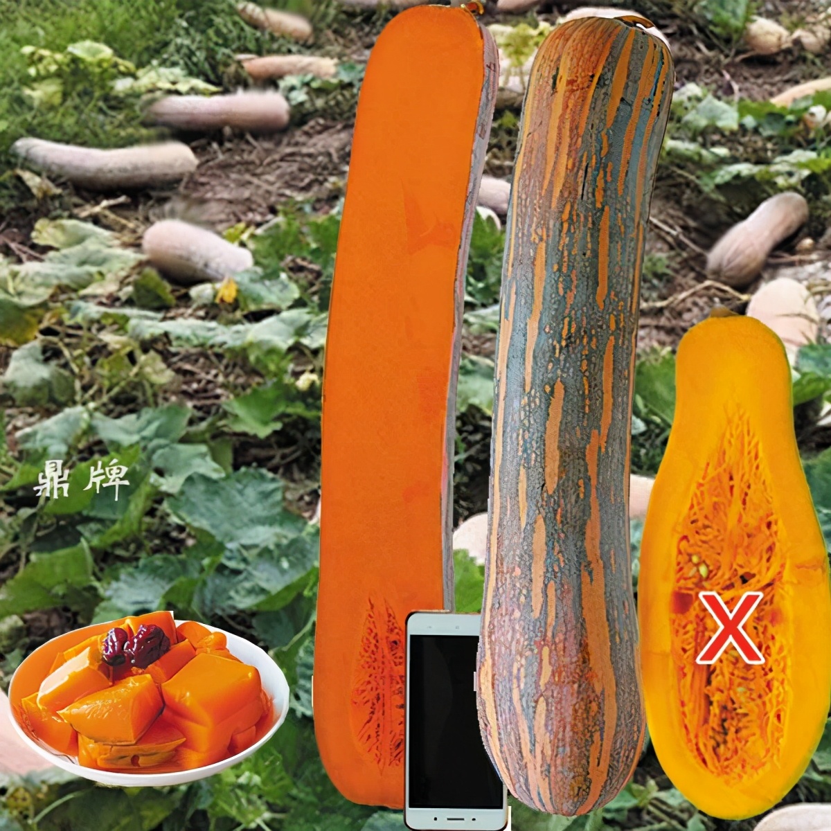 時(shí)隔三年，向錢蔥、姜你軍又來(lái)了，心動(dòng)了嗎？來(lái)年你會(huì)換品種嗎？