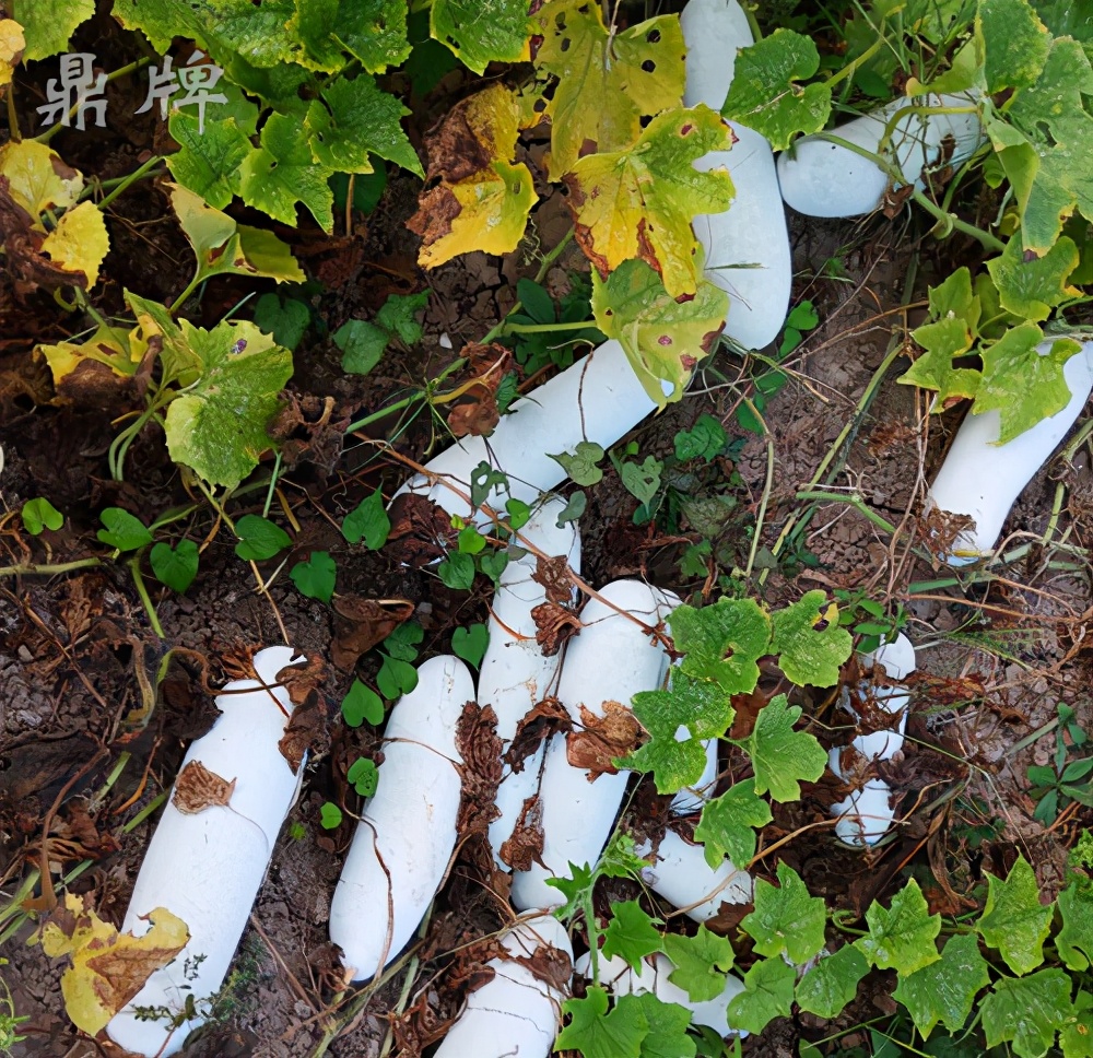 畝產(chǎn)值可達(dá)3萬元的冬瓜終上市，21年科研沉淀成就它