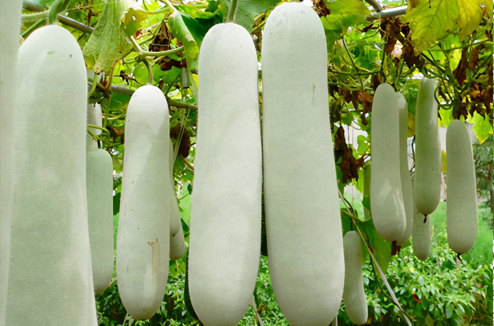 畝產(chǎn)值可達(dá)3萬元的冬瓜終上市，21年科研沉淀成就它
