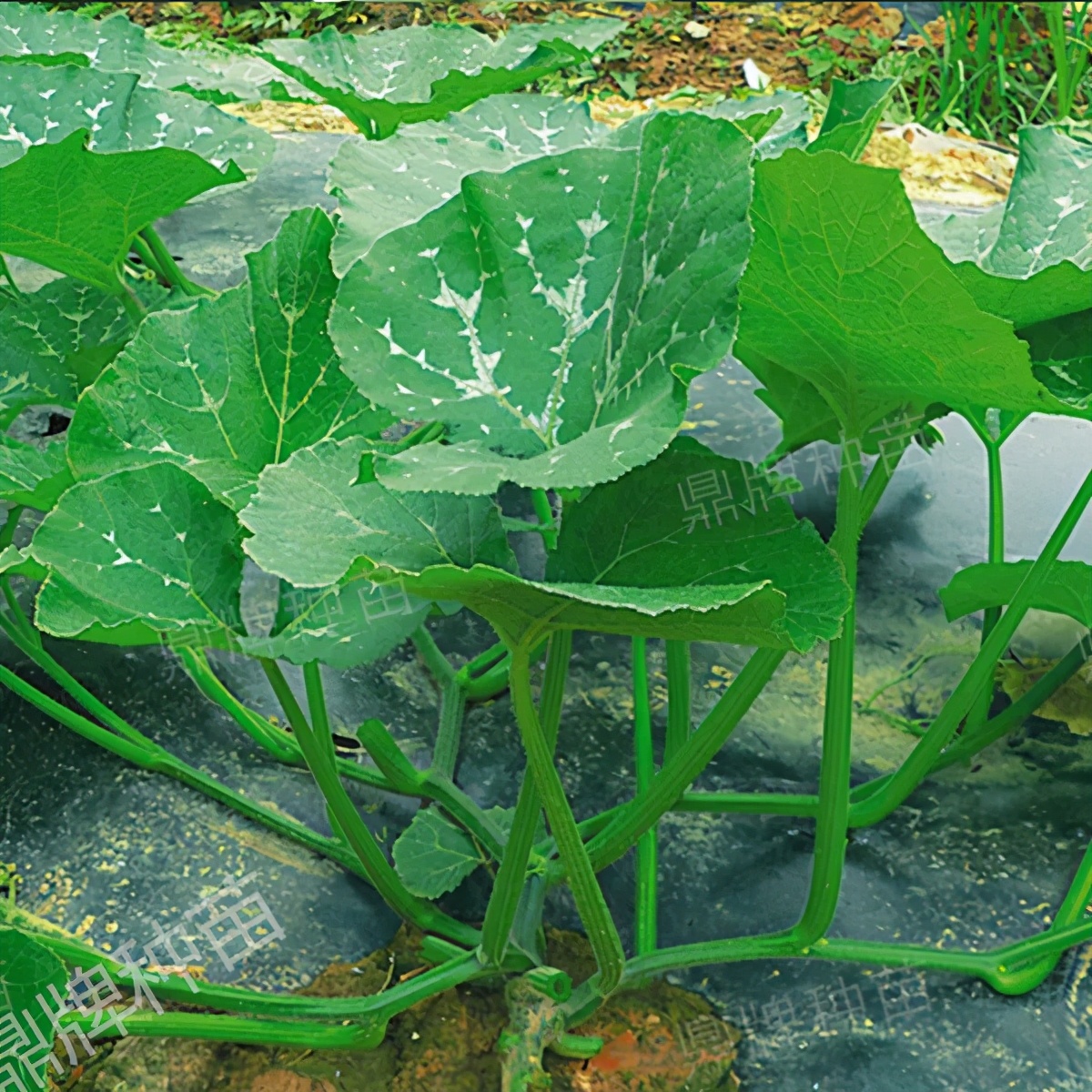 種這種綠葉菜，栽培輕松，畝產(chǎn)值過萬元，菜農(nóng)表示很劃算