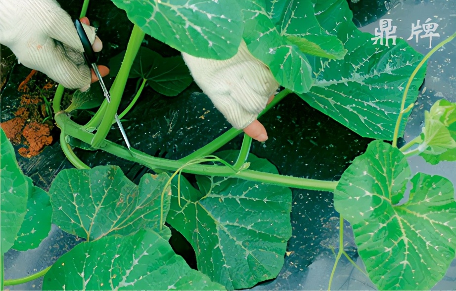 種這種綠葉菜，栽培輕松，畝產(chǎn)值過萬元，菜農(nóng)表示很劃算