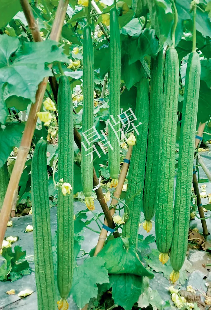 它是絲瓜種植戶的新選擇，節(jié)節(jié)有瓜，瓜長而不彎曲