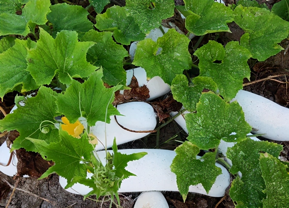 這個(gè)品種太優(yōu)秀了！耐儲(chǔ)耐運(yùn)，適合大面積種植，菜農(nóng)瓜販都喜歡