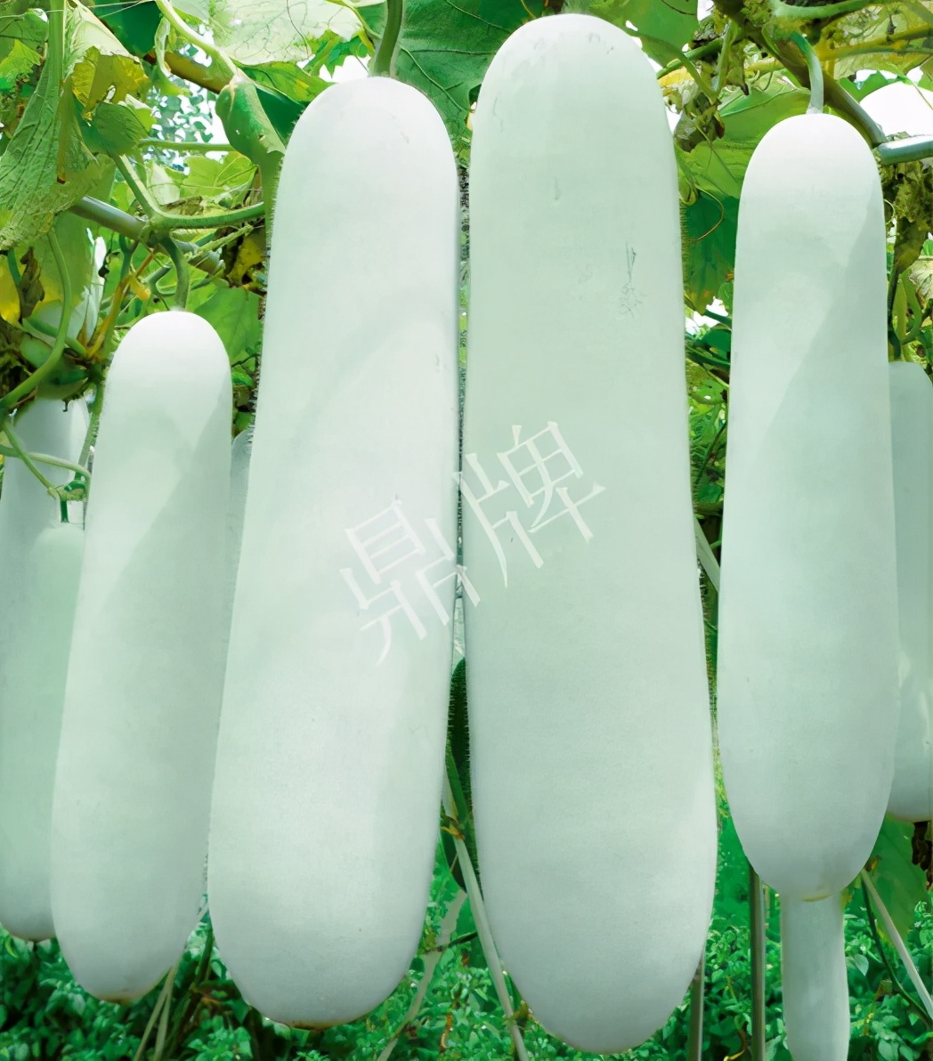 這個(gè)品種太優(yōu)秀了！耐儲(chǔ)耐運(yùn)，適合大面積種植，菜農(nóng)瓜販都喜歡