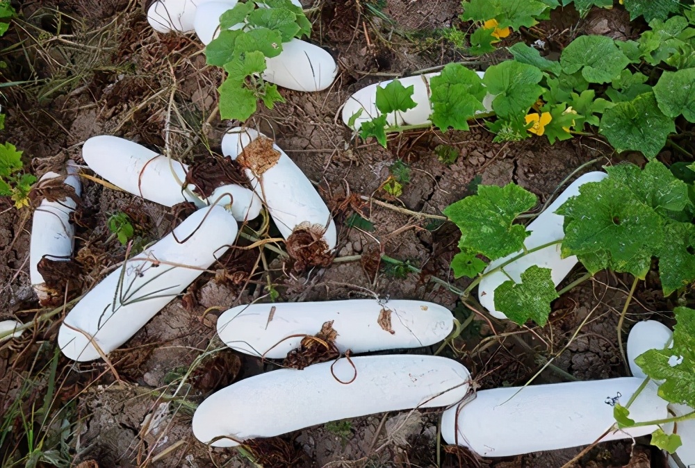 這個(gè)品種太優(yōu)秀了！耐儲(chǔ)耐運(yùn)，適合大面積種植，菜農(nóng)瓜販都喜歡