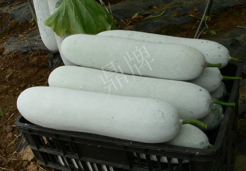 這個(gè)品種太優(yōu)秀了！耐儲(chǔ)耐運(yùn)，適合大面積種植，菜農(nóng)瓜販都喜歡