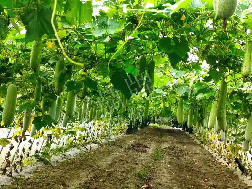 什么品種的冬瓜按個買？價格是同期黑皮冬瓜五倍