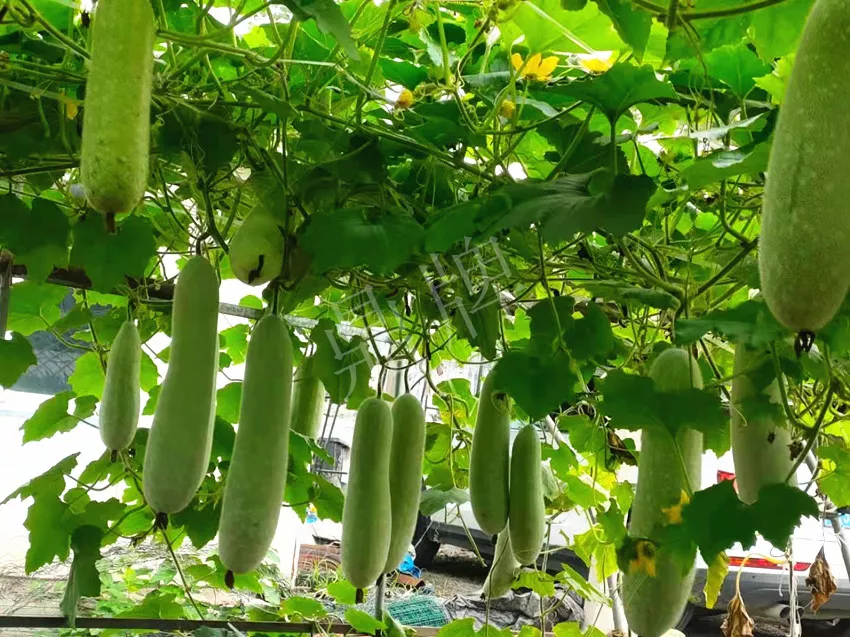 什么品種的冬瓜按個買？價格是同期黑皮冬瓜五倍