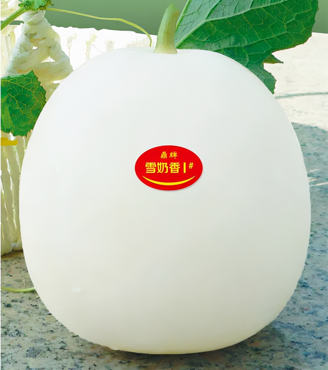 河南焦作的李向林今年種植甜瓜新品種，客戶直接拉貨走人