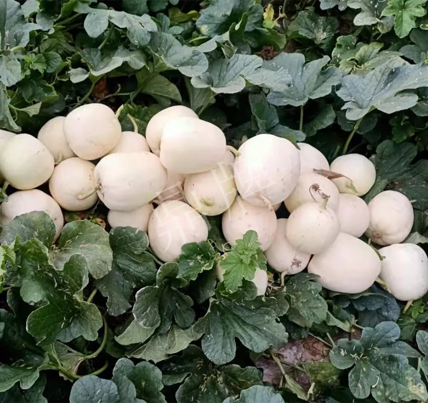 河南焦作的李向林今年種植甜瓜新品種，客戶直接拉貨走人