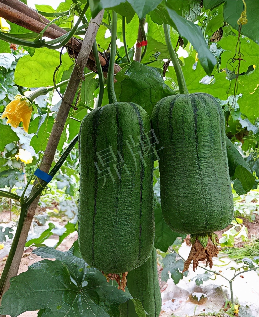 臺(tái)州的曾方明試種新品種，畝收入超過6萬元