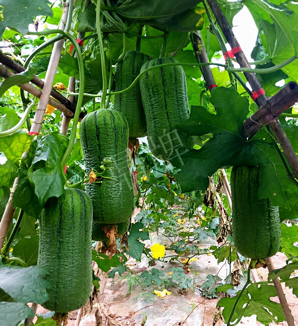 臺(tái)州的曾方明試種新品種，畝收入超過6萬元