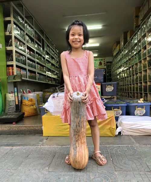 四川農(nóng)戶今年種“健美蜜本”南瓜產(chǎn)量高，品質(zhì)好，感覺巴適得很