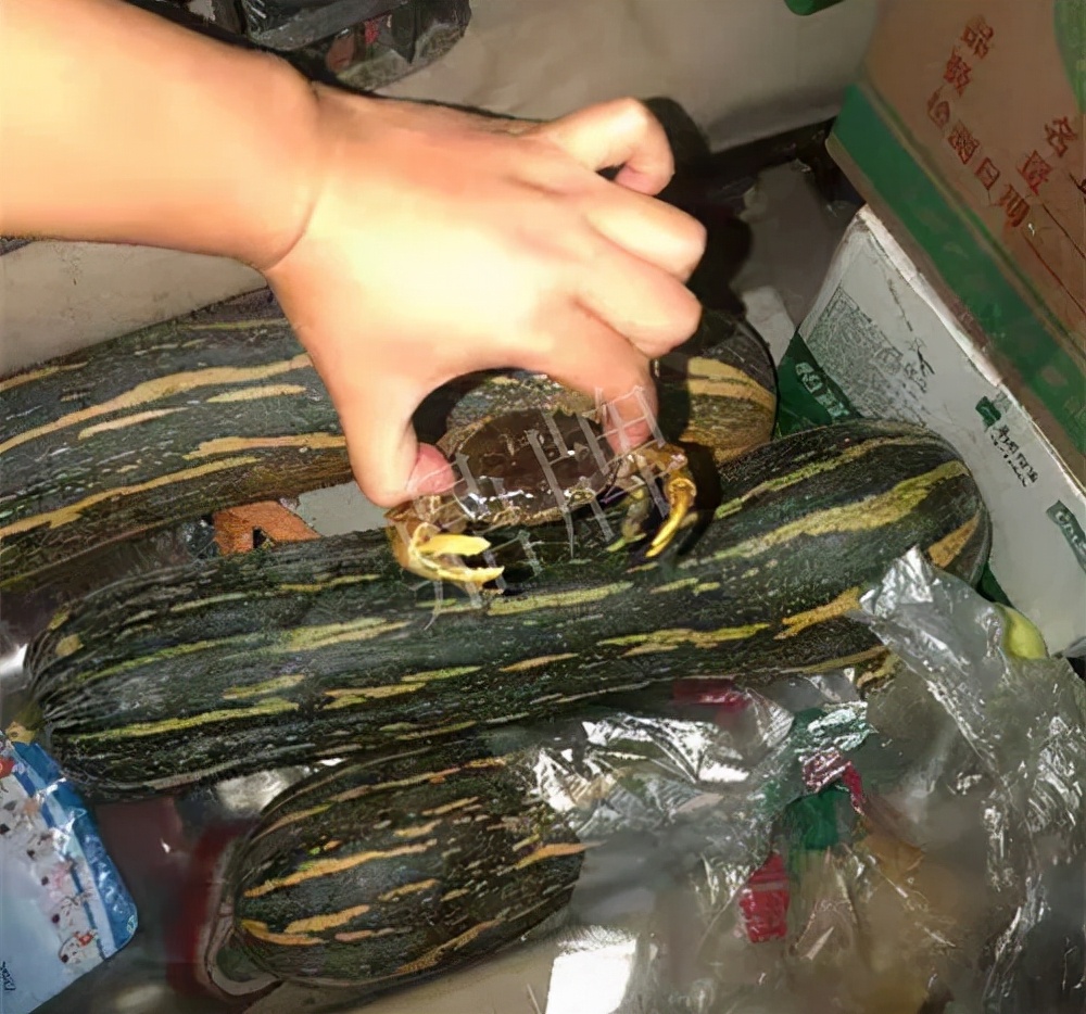 四川農(nóng)戶今年種“健美蜜本”南瓜產(chǎn)量高，品質(zhì)好，感覺巴適得很