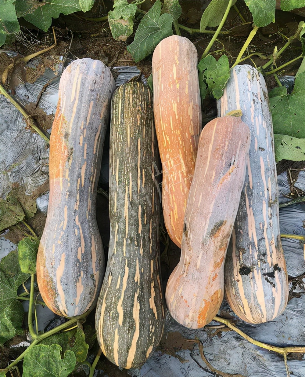 四川農(nóng)戶今年種“健美蜜本”南瓜產(chǎn)量高，品質(zhì)好，感覺巴適得很