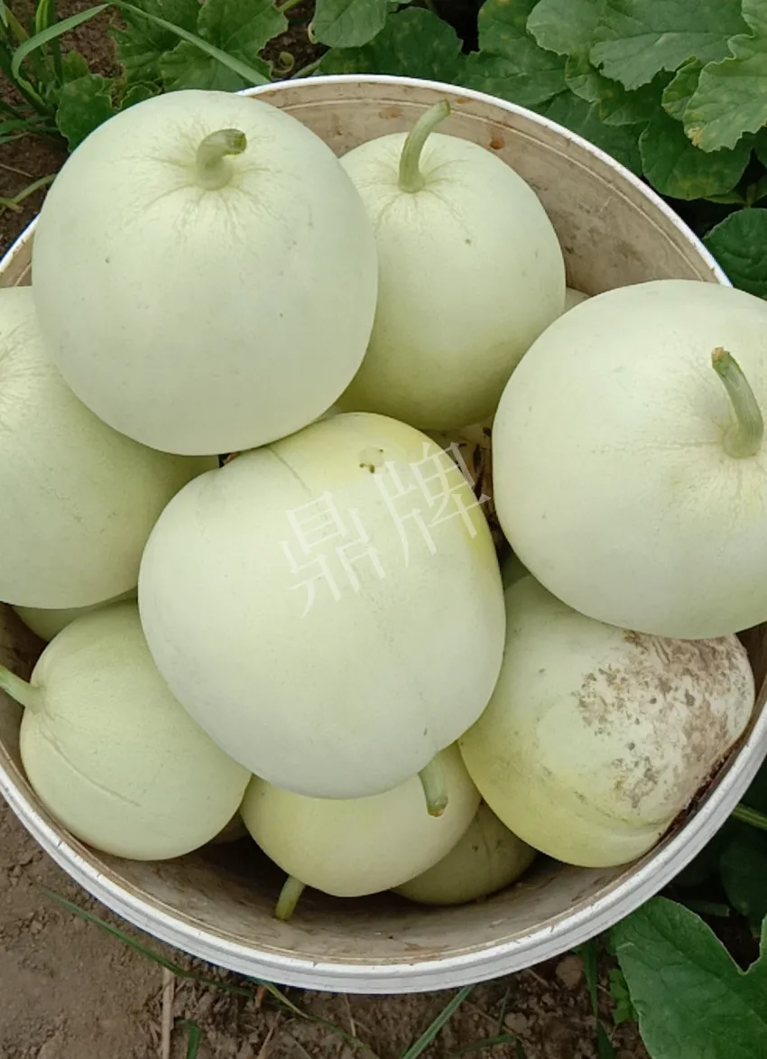 其他品種的甜瓜2塊1斤都賣不動，我的玉奶香2號甜瓜2塊5直接搶