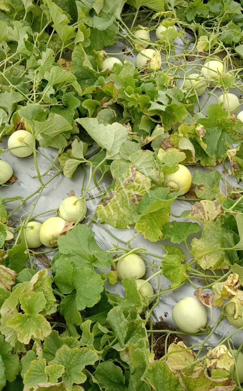 其他品種的甜瓜2塊1斤都賣不動，我的玉奶香2號甜瓜2塊5直接搶