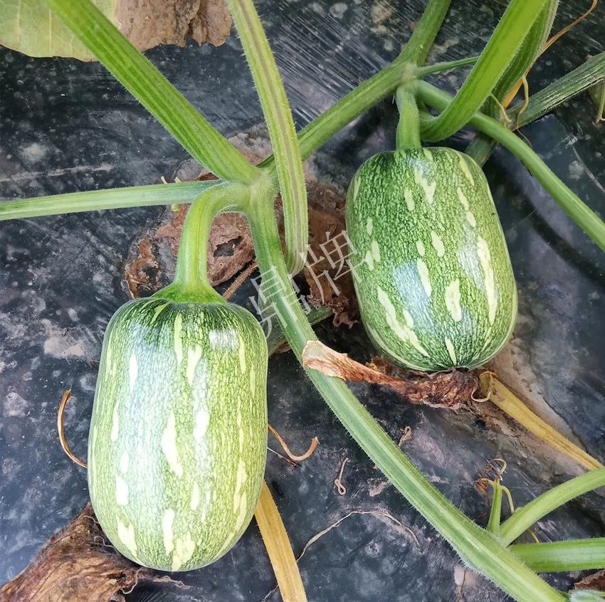 襄陽農(nóng)民“押寶”押對了，這個品種幫他賺了2倍錢