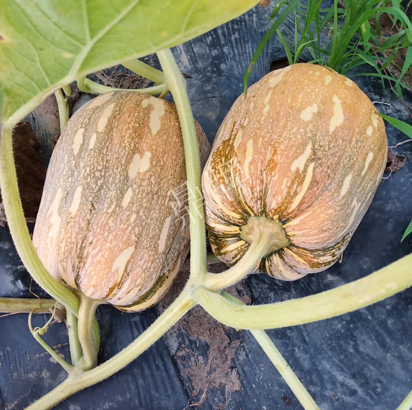 襄陽農(nóng)民“押寶”押對了，這個品種幫他賺了2倍錢