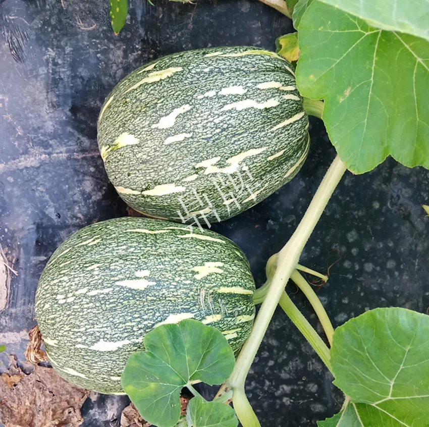 襄陽農(nóng)民“押寶”押對了，這個品種幫他賺了2倍錢