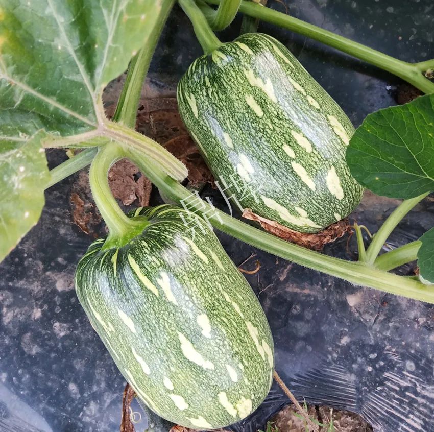 襄陽農(nóng)民“押寶”押對了，這個品種幫他賺了2倍錢